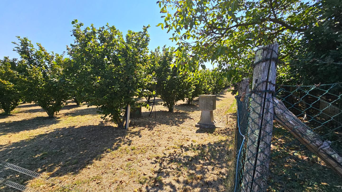 Terreno agricolo recintato